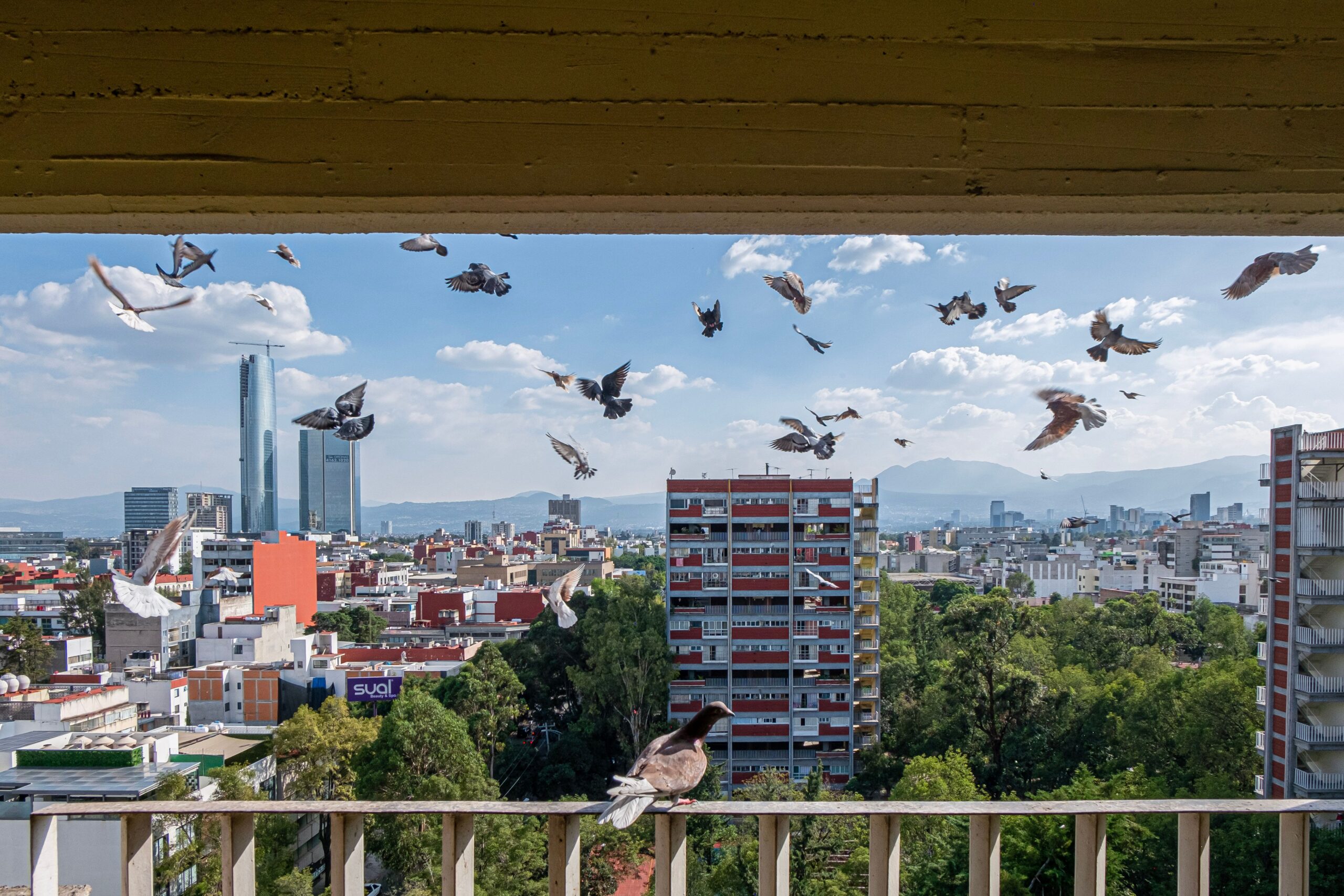 Antipalomas Málaga: soluciones para proteger edificios