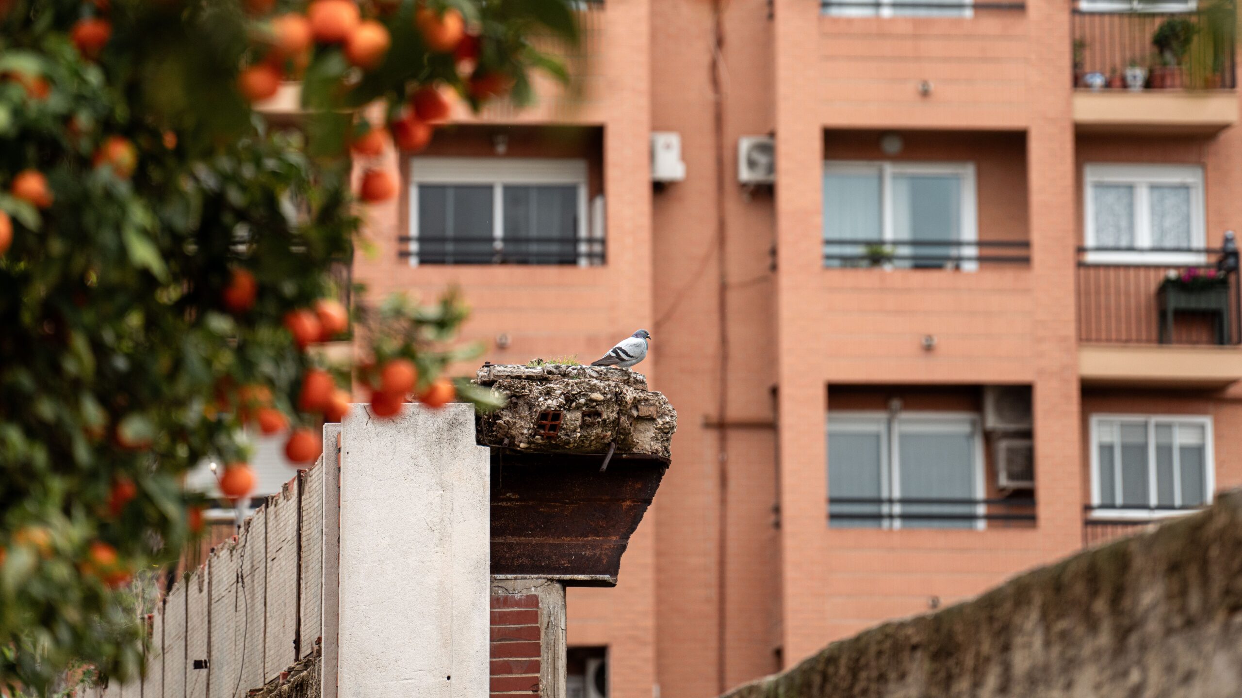 Antipalomas Catalunya: soluciones para proteger edificios